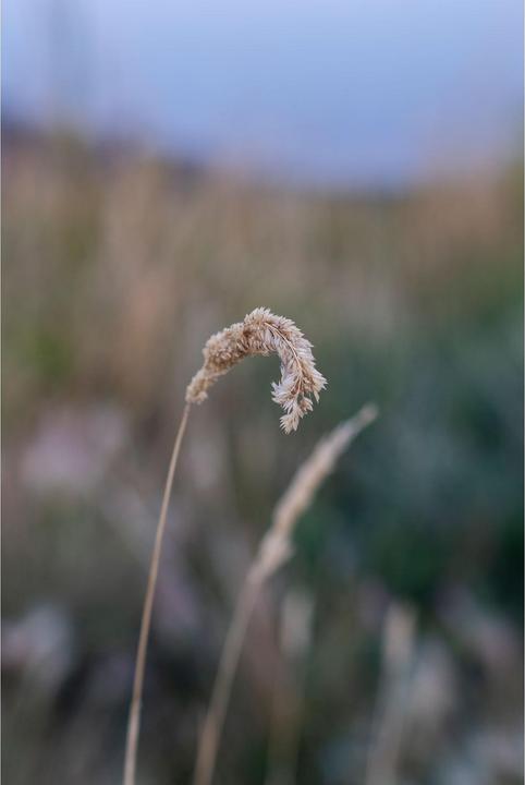 Image du produit Tokina 56mm 1:1.4 ATX-M Sony E-Mount (APS-C) Plus (Sony E, APS-C / DX)