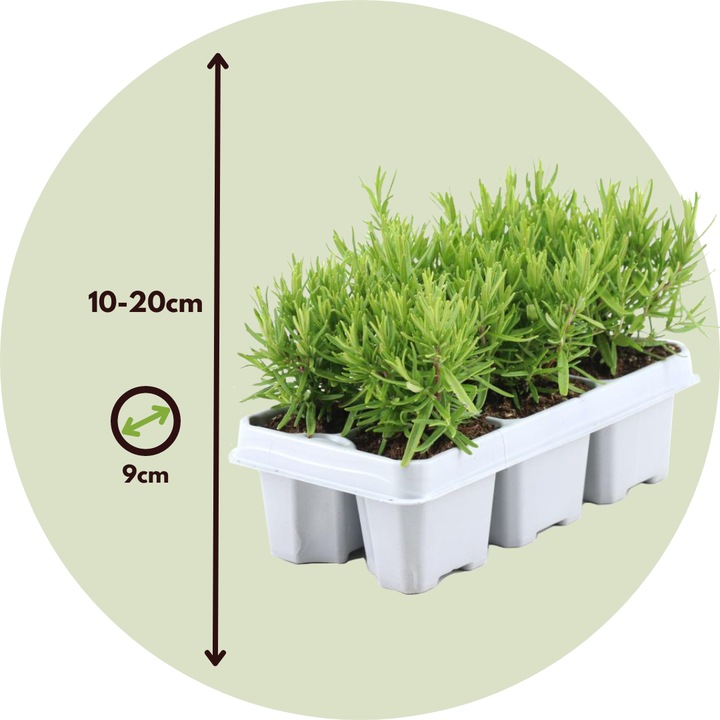 Image du produit Plant in a Box Rosmarinus Officinalis - Set de 12 romarins (10 cm)