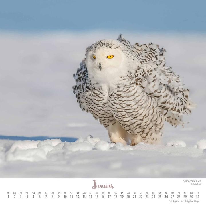 Image du produit Là où l'amour vole 2025 - Ingo, Poldi et leurs amis - Calendrier mural avec reliure spirale - (23 x 23 cm)