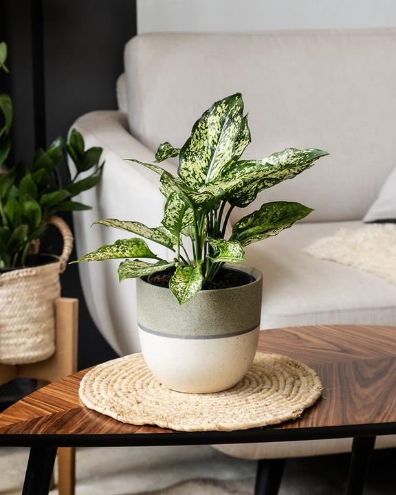 Produktbild feey Aglaonema Kiwi (25 cm, Frisch umgetopft)