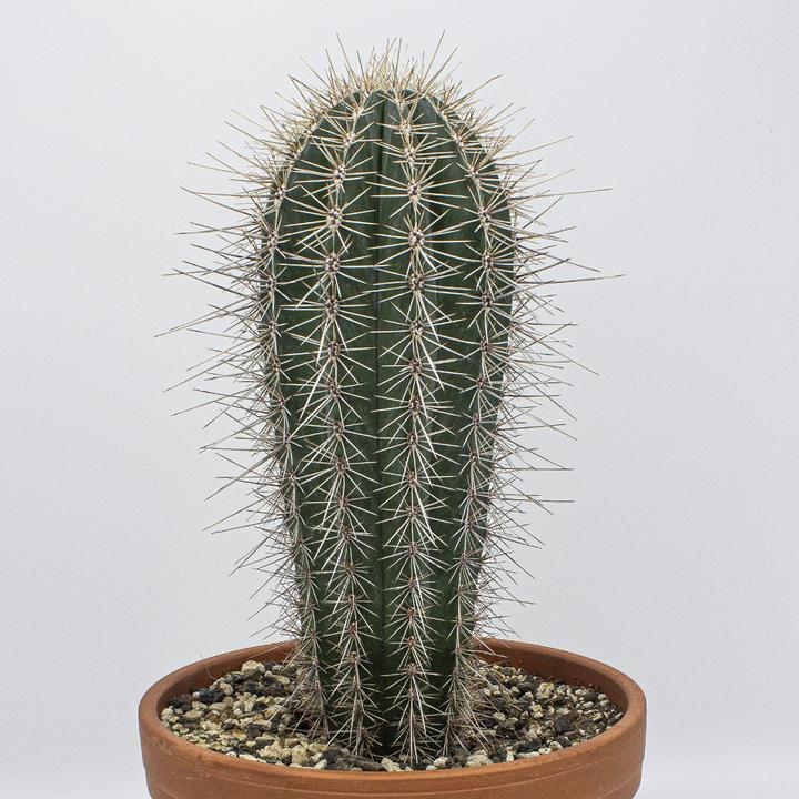 Produktbild Kakteen Gautschi Pachycereus pringlei (45 cm)