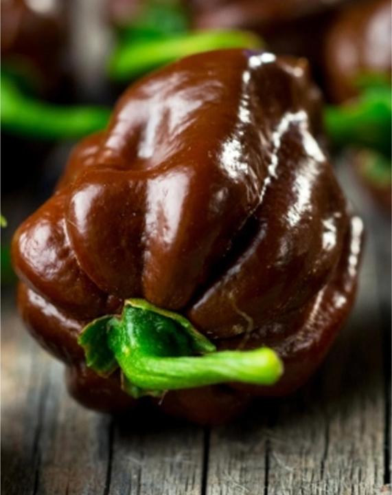 Produktbild Tropica Chocolate-Habanero Chili Capsicum Chinense (Keimlinge)
