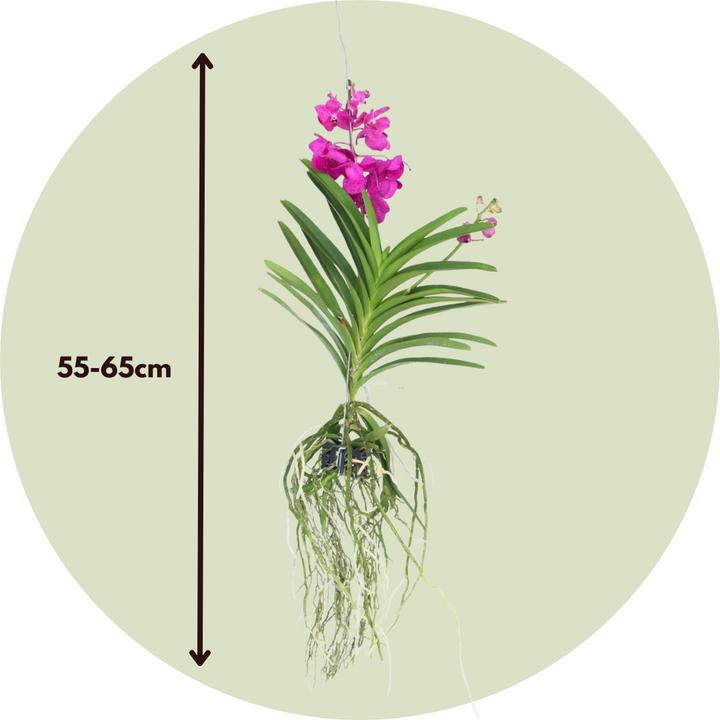 Produktbild Plant in a Box Vanda 'Tayanee Cerise' - Orchidee (65 cm)