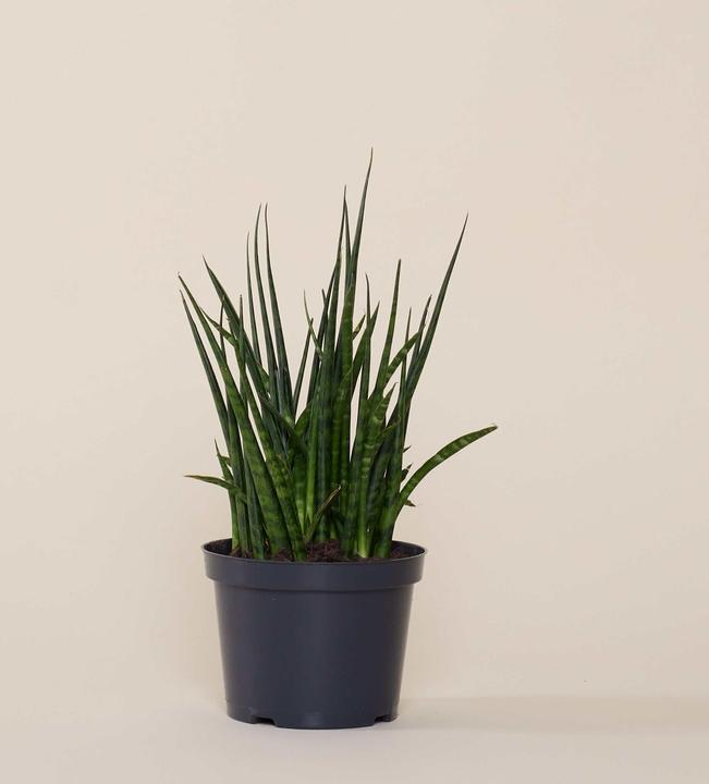 Image du produit Mary and Plants Sansevieria Fernwood Mikado avec pot HAY gris clair (35 cm)