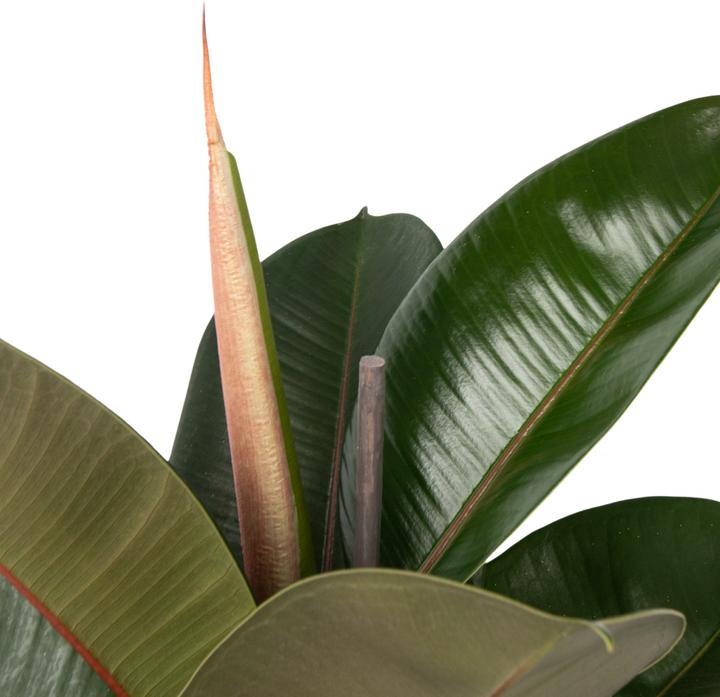 Actual product image Plant in a Box Ficus Elastica Robusta - Rubber Tree (100 cm)