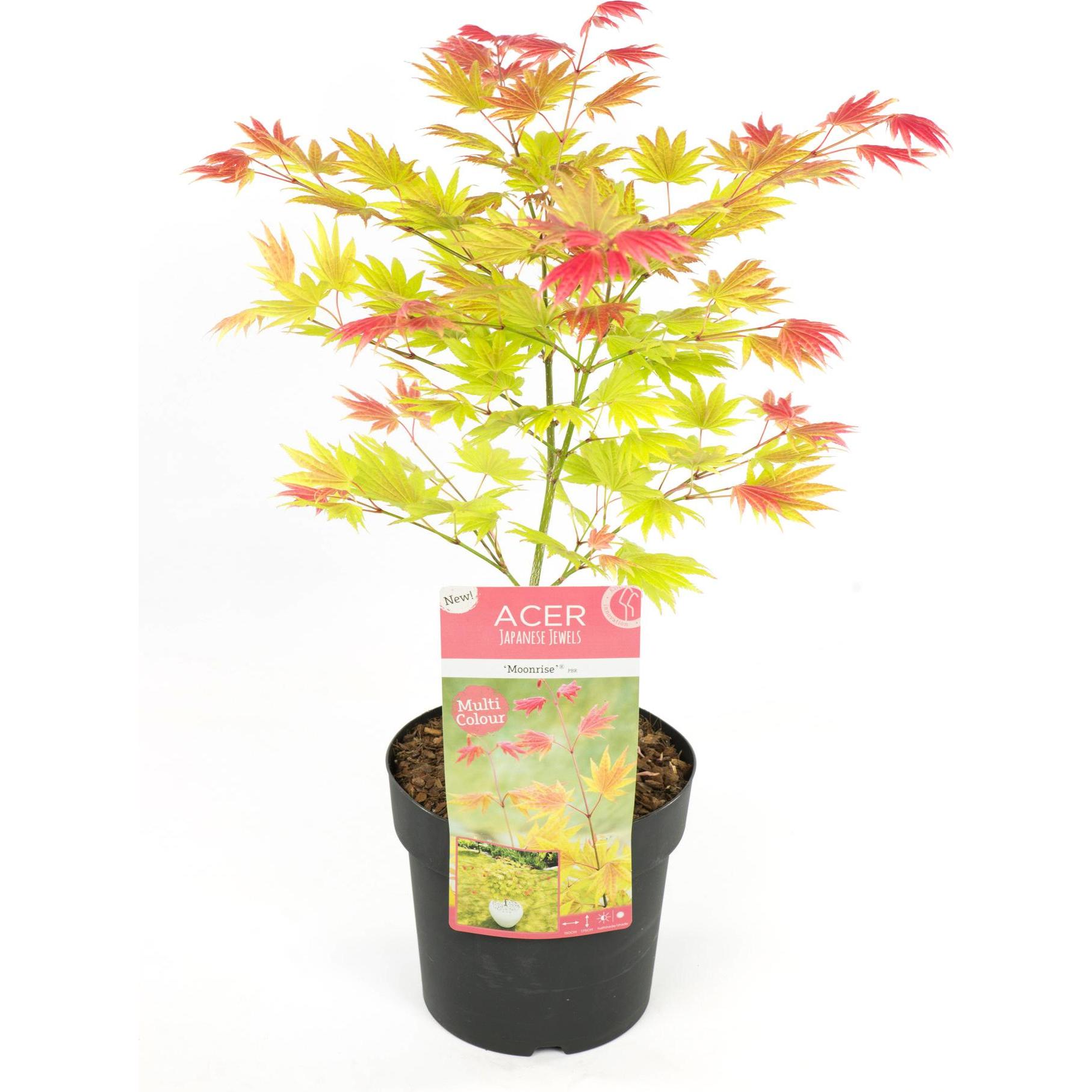 Plant in a Box, Pflanzen, Acer palmatum 'Moonrise' - Ahorn Baum (40 cm)