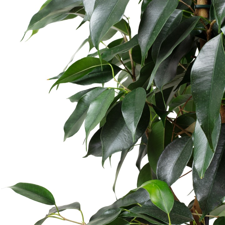 Actual product image Flowerbox Birch fig - Ficus benjamini (110 cm)
