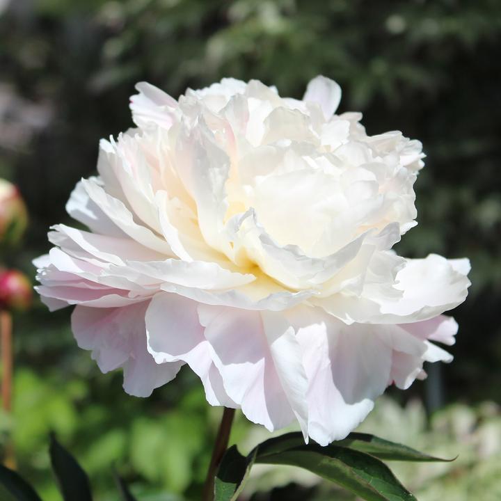 Produktbild Zulauf Edel-Pfingstrose / Paeonia lact. 'Shirley Temple' (30 cm)