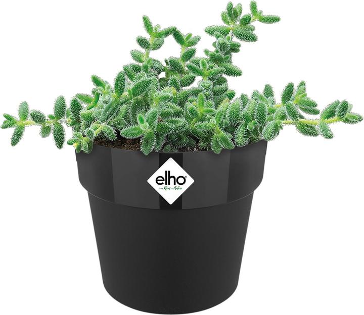 Produktbild Elho B.for Original Mini (12.50 cm)