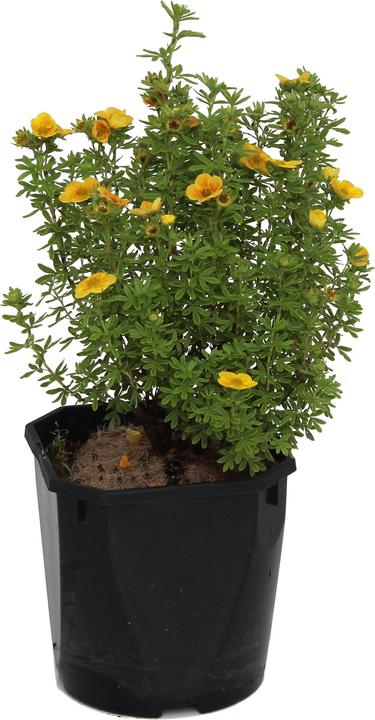 Produktbild Zulauf Fingerstrauch / Potentilla fruticosa 'Mango Tango'® (30 cm)
