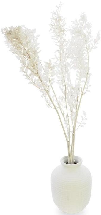Produktbild Soli Collection Trockenblumen Ruscus 70-75 cm, Weiss (Trockenblumen)