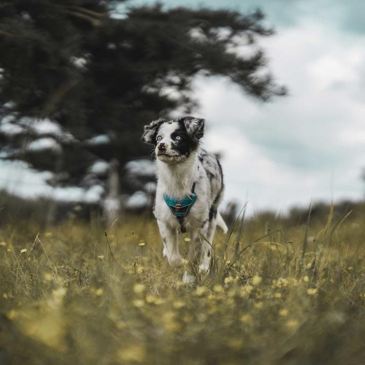 Productafbeelding Hunter Divo servies (L, Hond, Algemeen)