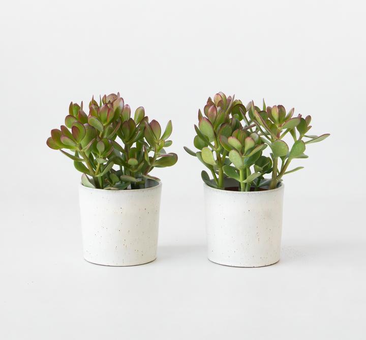 Produktbild Plant in a Box Crassula ovata 'Minor' - 2er Set Glücksbäumchen (15 cm)