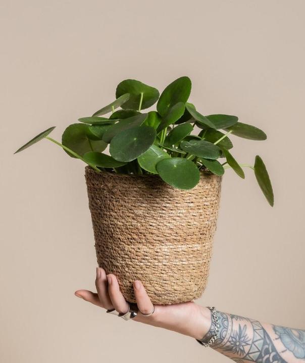 Actual product image feey Kesat (16 cm)