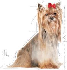 Image du produit Royal Canin pour Yorkshire Terriers pour adultes Yorkshire Terrier 8+. Poids - 1.5 kg. (Adulte, 1 pcs, 1500 g)