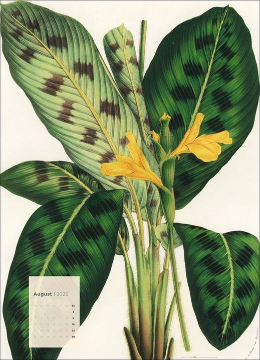 Produktbild Botanicals Kalender 2026 (49 x 68 cm)