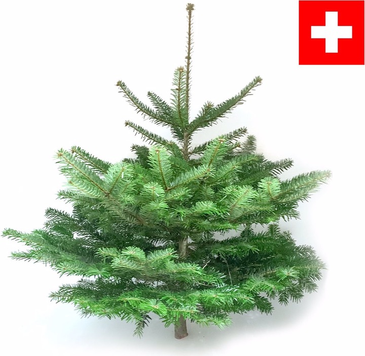 Produktbild Rutishauser Schweizer Nordmanntanne (125 cm)