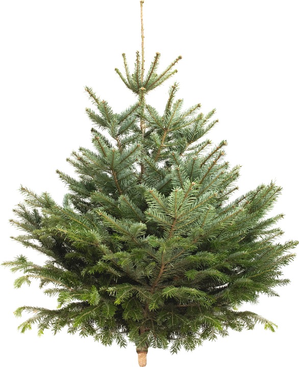 Produktbild Rutishauser Schweizer Nordmanntanne (125 cm)