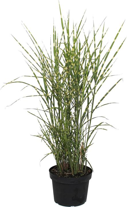 Immagine prodotto Zulauf Canna cinese / Miscanthus si. Zebrino (50 cm)