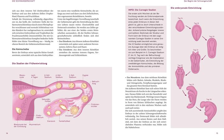Produktbild Das grosse Buch zur Schwangerschaft (Deutsch, Franz Kainer, Annette Nolden, 2025)