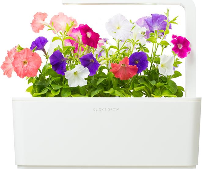 Produktbild Click and Grow Petunia (Blumensamen)