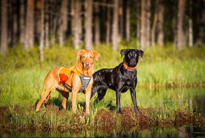 Produktbild Non-Stop Dogwear Pector Vest (L, Hundeweste)