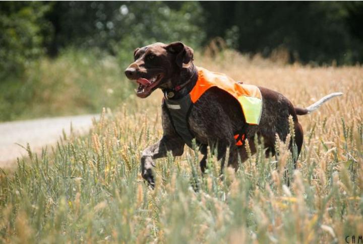 Produktbild Non-Stop Dogwear Pector Vest (L, Hundeweste)