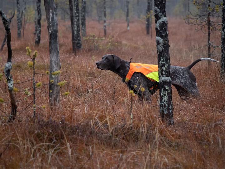 Produktbild Non-Stop Dogwear Pector Vest (L, Hundeweste)