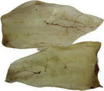 Image du produit Kyli Oreilles de boeuf (Adulte, 50 pcs, 1260 g)