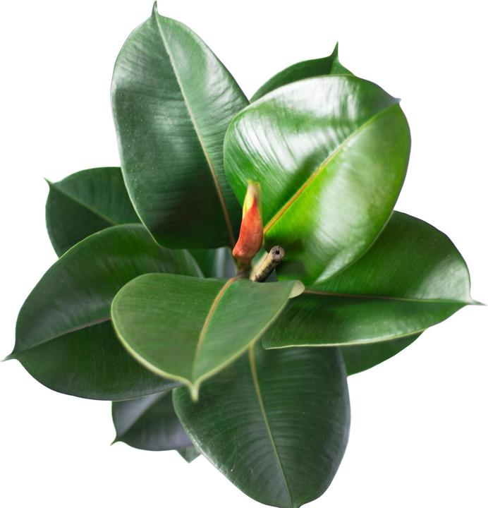 Actual product image Flowerbox Rubber tree - Ficus elastica Robusta (70 cm)