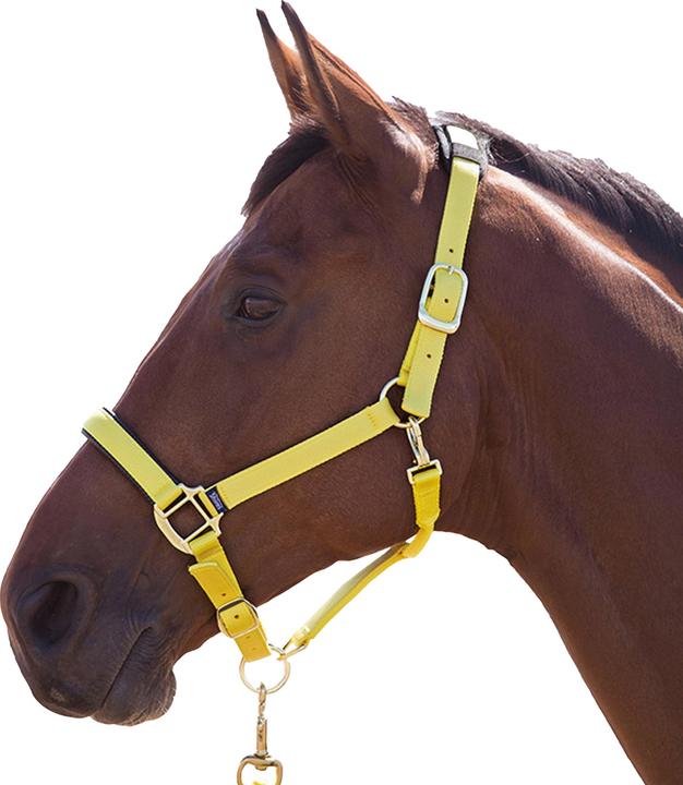 Immagine prodotto Shires Cavezza per cavalli in nylon Topazio