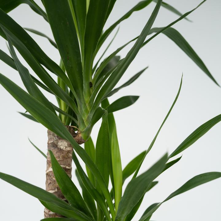 Actual product image Plant in a Box Yucca elephantipes - Palmlilie (130 cm)
