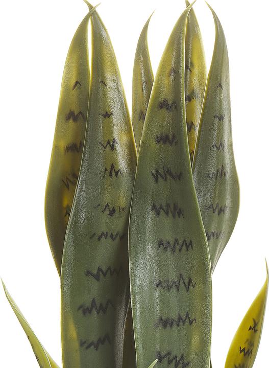 Immagine prodotto Beliani Snake Plant (40 cm)