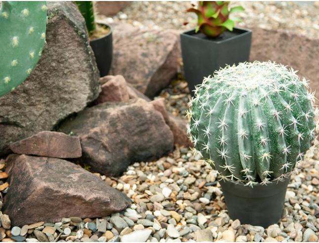 Immagine prodotto Europalms Cactus a palla (34 cm)