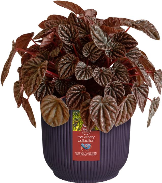 Produktbild Elho The Winery Collection Rund (16 x 14.78 cm)