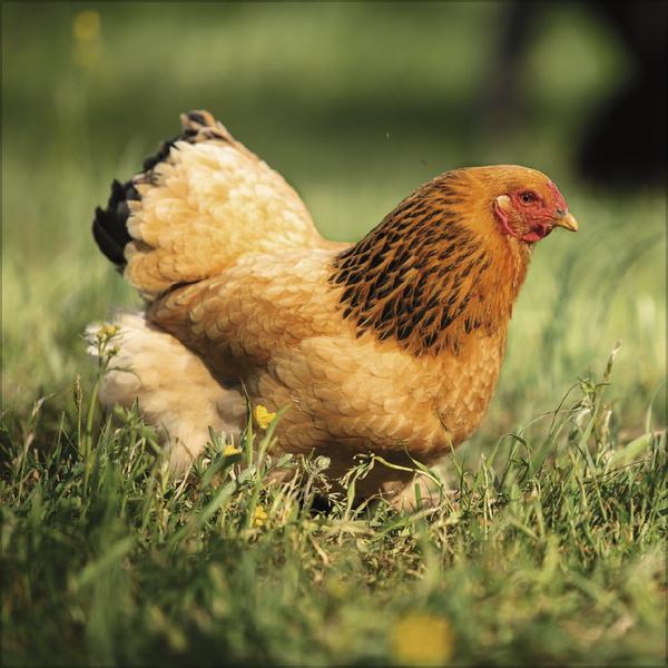 Produktbild Hhner 2026 (30 x 30 cm)