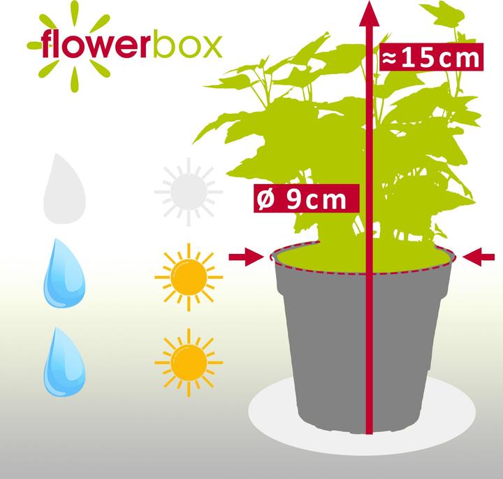 Produktbild Flowerbox Gemeiner Efeu- Hedera helix (15 cm)