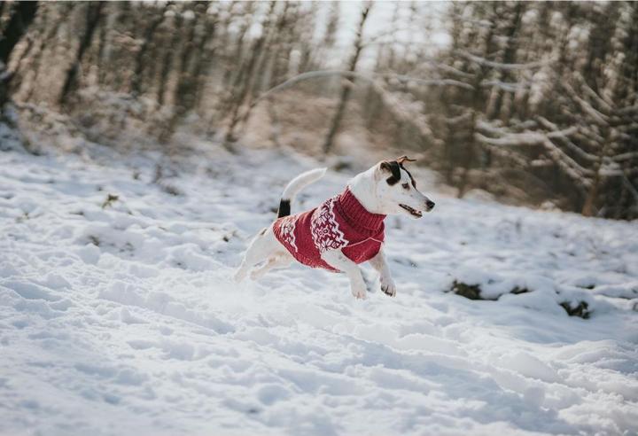 Image du produit Hunter Dogcoat Birka 35, red - (203470) (35, Pull-over pour chien)
