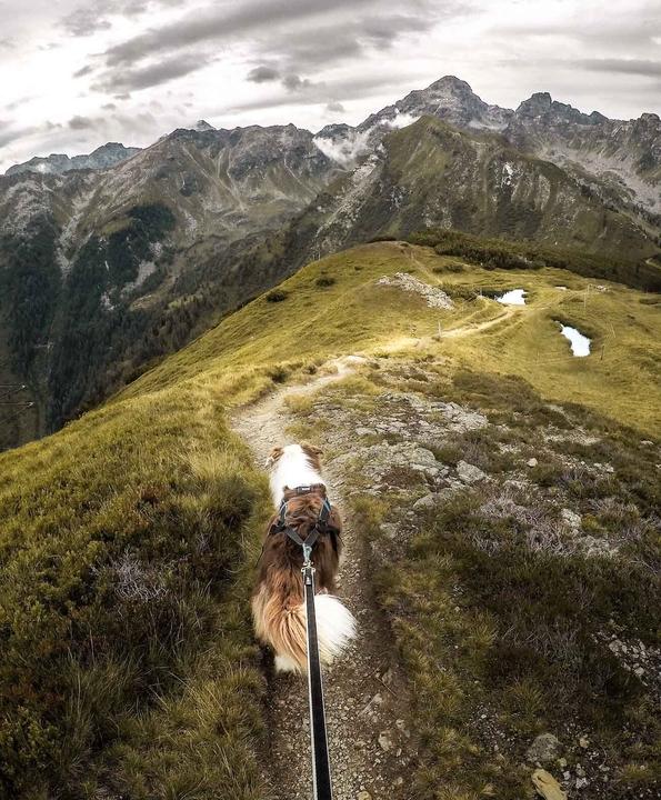 Produktbild Non-Stop Dogwear Freemotion Harness (4, Hund, Spazieren)