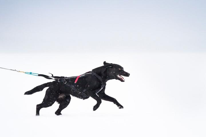 Produktbild Non-Stop Dogwear Freemotion Harness (4, Hund, Spazieren)