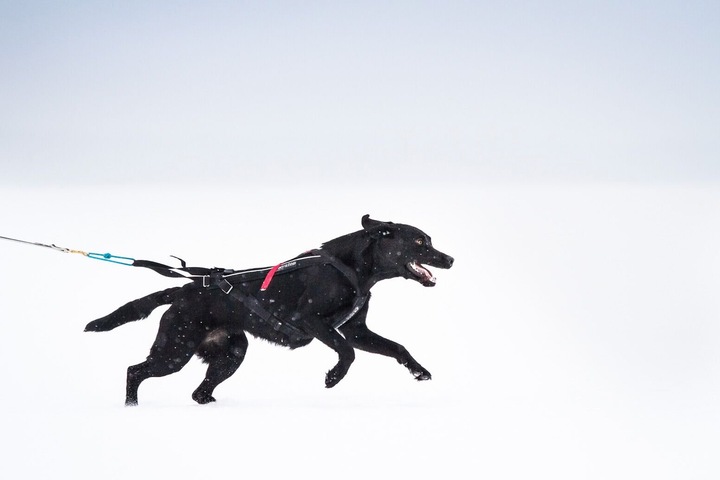 Actual product image Non-Stop Dogwear Freemotion Harness (4, Dog, Walks)