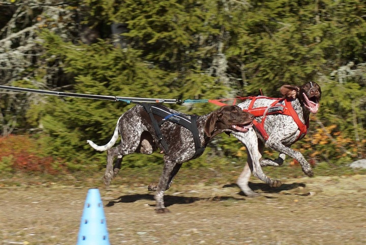 Actual product image Non-Stop Dogwear Freemotion Harness (4, Dog, Walks)