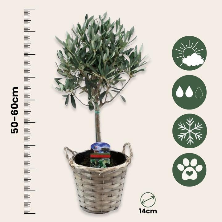 Actual product image Plant in a Box Olea Europaea - Olive tree in a basket (45 cm)