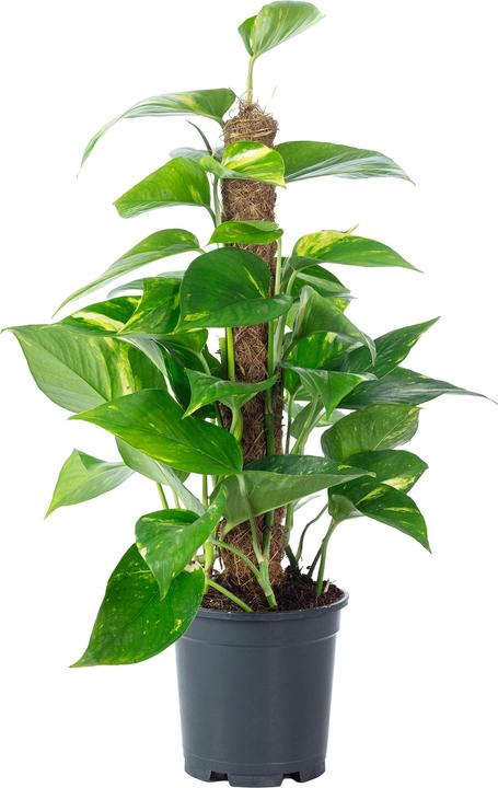 Actual product image Flowerbox Golden pothos on moss stick - height ca. 50 cm, pot-Ø 15 cm - Epipremnum aureum (50 cm)