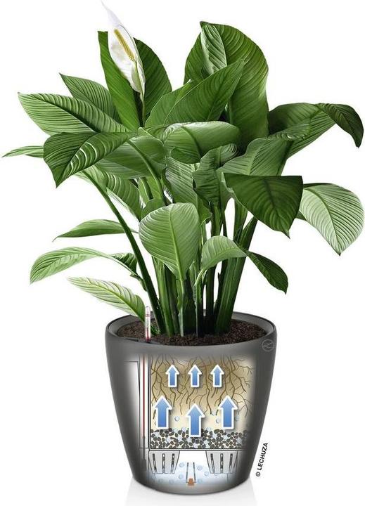 Produktbild Lechuza Classico (22 x 20 cm)