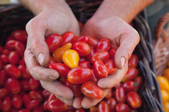 Produktbild Bio-Gemüse-Ratgeber (Gemüsesamen)