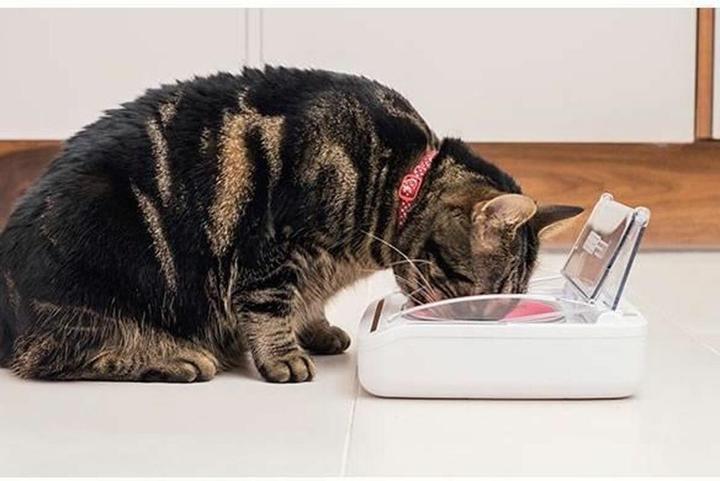 Produktbild SureFeed Futterautomat (40 cl)