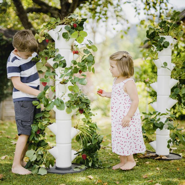 Actual product image Gusta Garden Sissi Strawberry (27 x 27 x 113 cm)