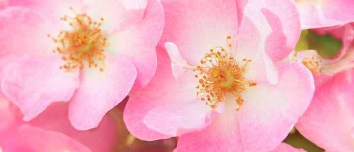 Immagine prodotto Weleda Crema lisciante per gli occhi alla rosa selvatica (Crema, 10 ml)