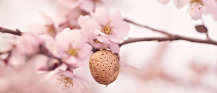 Actual product image Weleda Almond (Cleansing lotion, 75 ml)